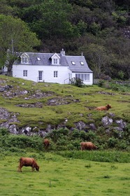 Royaume-Uni, Ecosse, Highland, Hébrides intérieures, Ile de Mull, vache de race Highland