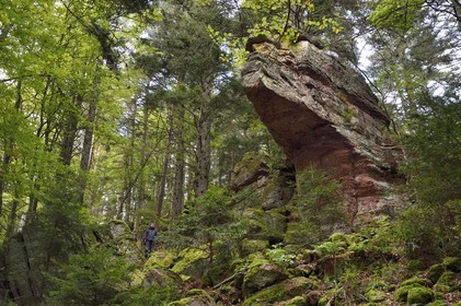 France, Haut-Rhin (68), Thannenkirch, randonnée dans le massif du Taennchel, site dit du Rocher Pointu