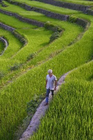 Philippines, province d'Ifugao, les rizières en terrasses de Banaue autour du village de Batad, classées Patrimoine Mondial de l'UNESCO