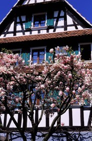 France, Bas-Rhin (67), Hunspach, labellisé Les Plus Beaux Villages de France, maison alsacienne traditionnelle à colombage