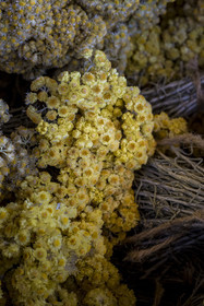France, Charente-Maritime (17), Ile d'Oléron, Saint-Georges-d'Oléron, immortelle des dunes (helichrysum stoechas)