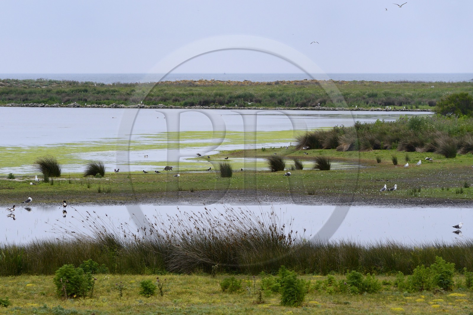 France, Finistère (29), La Foret Fouesnant, archipel des Glénan, Ile du Loc'h, autours de l'étang se concentre la vie animale