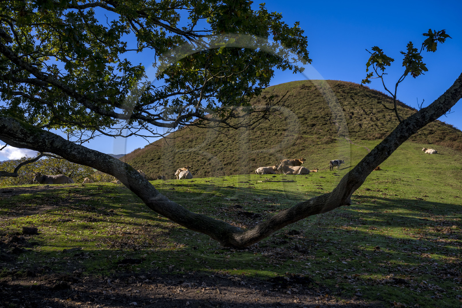 France, Pyrénées-Atlantiques (64), Pays-Basque, vallée des Aldudes, vaches sur la colline d'Elizamendi au dessus du village d'Urepel