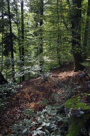 France, Bas-Rhin (67), Parc Naturel régional des Vosges du Nord, La Petite Pierre, sentier des Trois Roches vers le Rocher Blanc