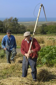 France, Manche (50), Cap de la Hague, Auderville, le paysan Paul Bedel au champ portant sa faux