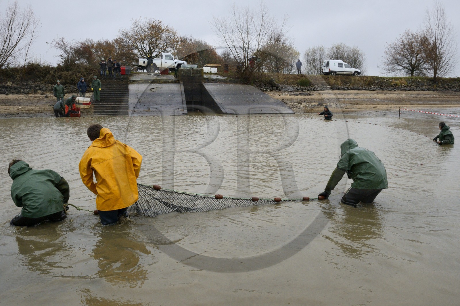 France, Indre (36), le Berry, parc naturel régional de la Brenne, étangs Foucault, vidange d'un étang de peche et récolte des poissons à la main dans un filet, brochet (Esox lucius)