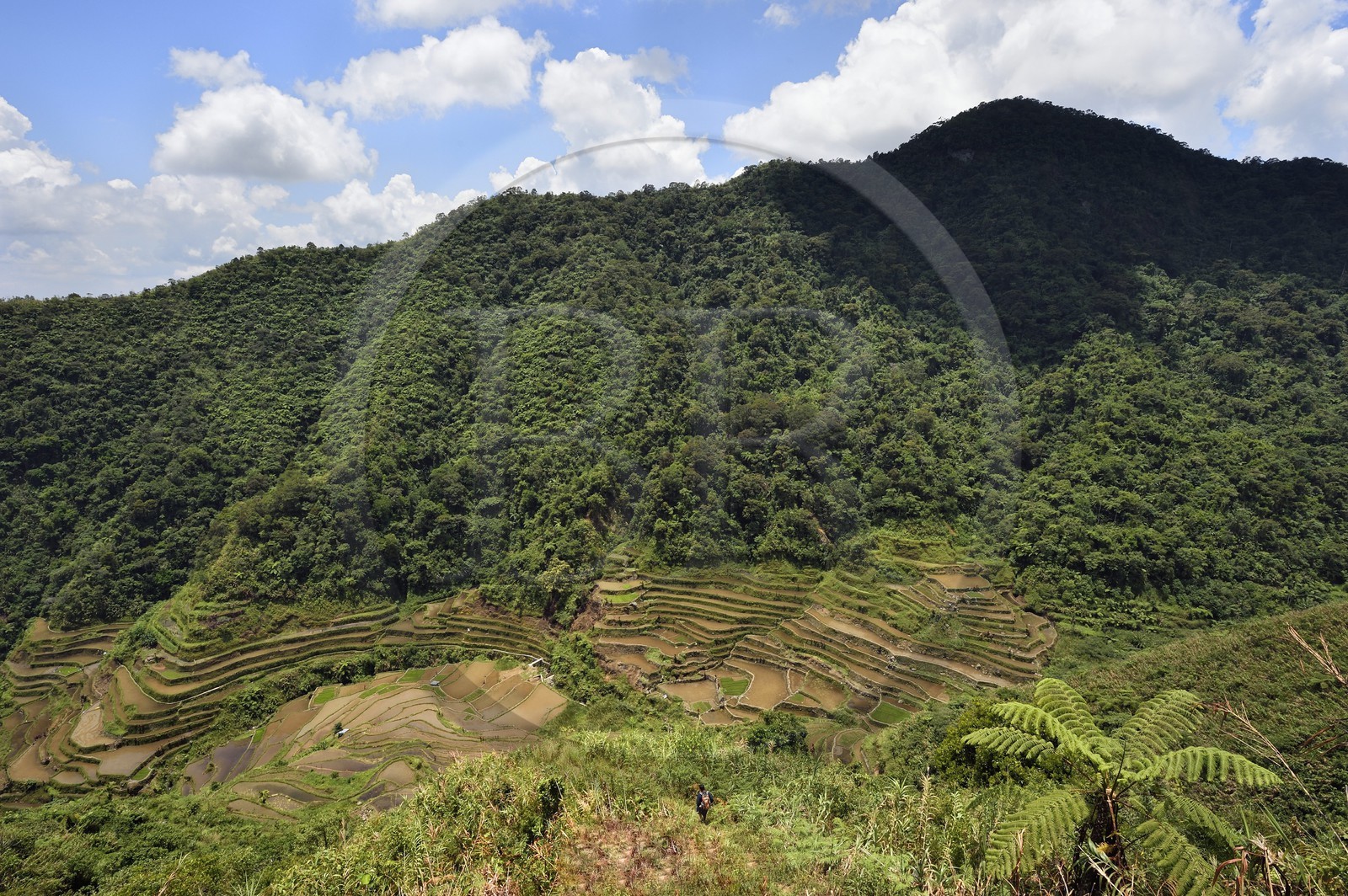 Philippines, province d'Ifugao, les rizières en terrasses de Banaue autour du village de Cambulo, classées Patrimoine Mondial de l'UNESCO, alimentées par un ancien système d'irrigation depuis la forêt tropicale au-dessus des terrasses