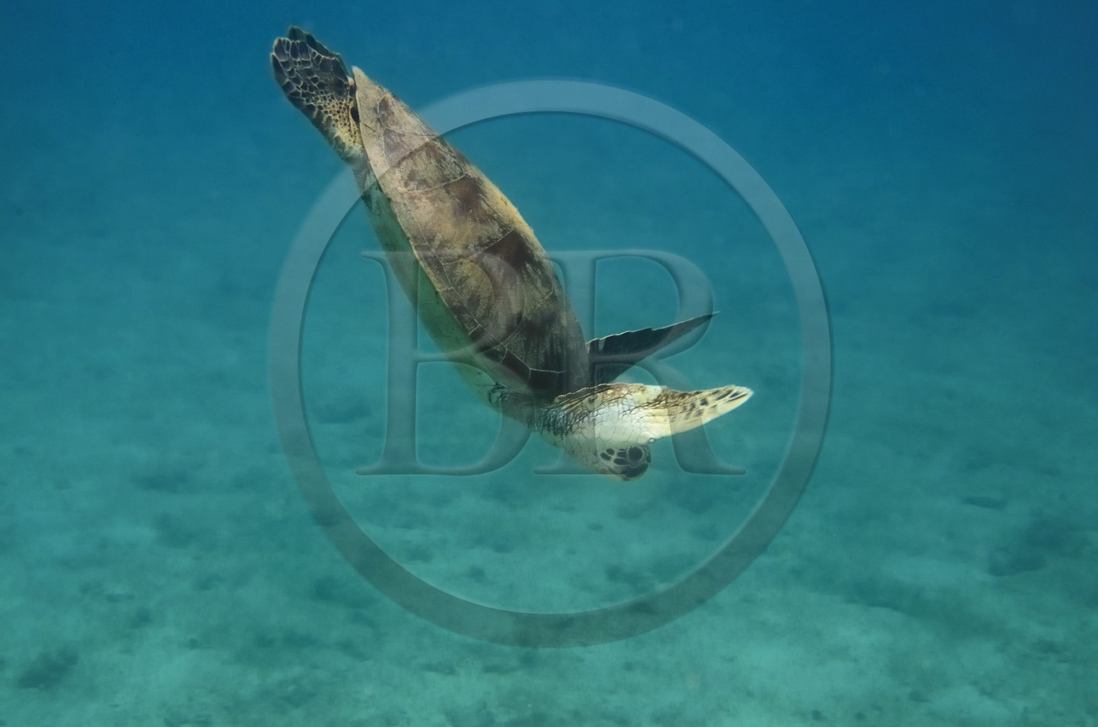 France, Ile de Mayotte, Grande-Terre, Kani-Keli, plage de N’Gouja, tortue (de mer) verte (Chelonia mydas)