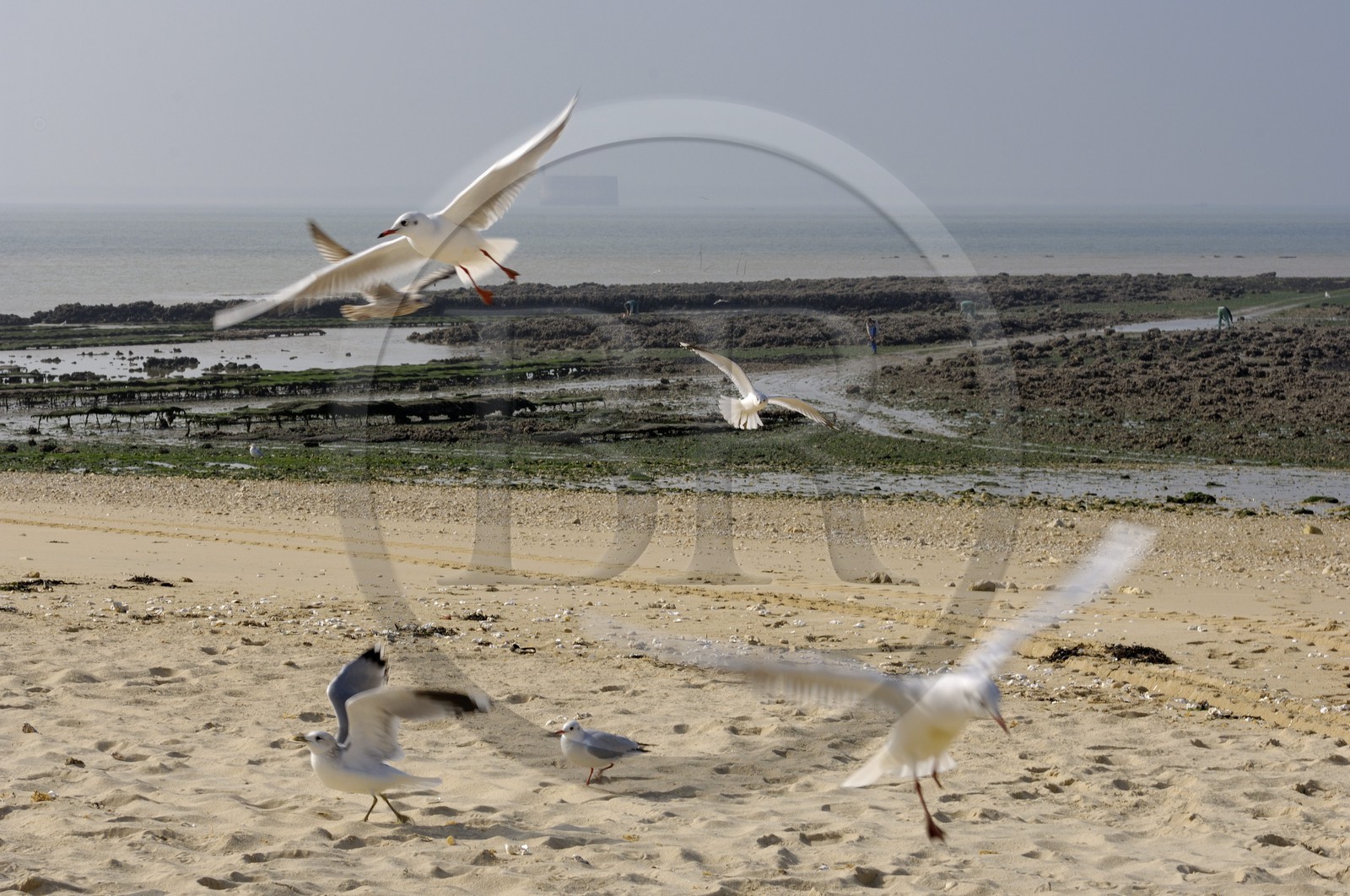 France, Charente-Maritime (17), Ile d'Aix, la Grande Plage à l'ouest