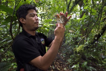 Nicaragua, département de Granada, Réserve naturelle du volcan Mombacho, le biologiste Roger Mendieta de l'ONG fondation Cocibolca ayant attrapé une Grive des bois (Hylocichla mustelina) dans ses filets pour observation