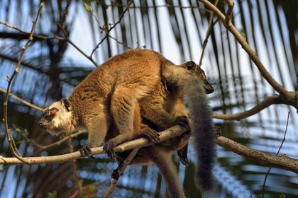 France, Ile de Mayotte, Grande-Terre, Kani-Keli, le Jardin Maoré à la plage de N’Gouja, Lémur fauve (Eulemur fulvus mayottensis) appelé aussi maki
