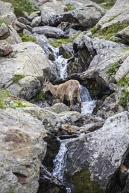 France, Alpes-Maritimes (06), parc national du Mercantour, Haute-Vésubie, Saint-Martin-Vésubie, Val du Haut Boréon, bouquetin des Alpes (Capra ibex) femelle appelée étagne vers le lac de Trécolpas