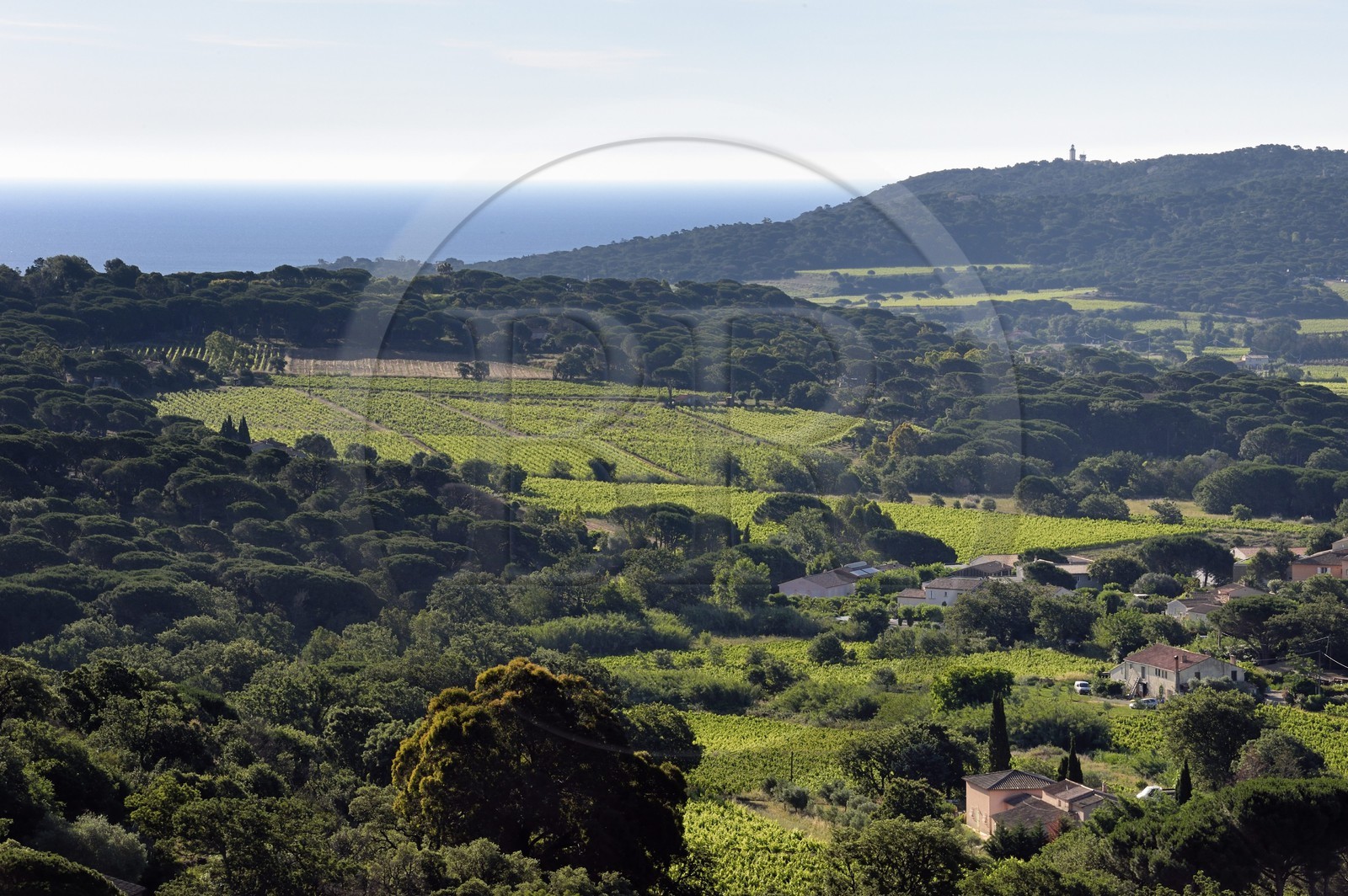 France, Var (83), Presqu'Ile de Saint-Tropez, Ramatuelle, les vignobles de Ramatuelle et le phare de Cap Camarat en arrière plan