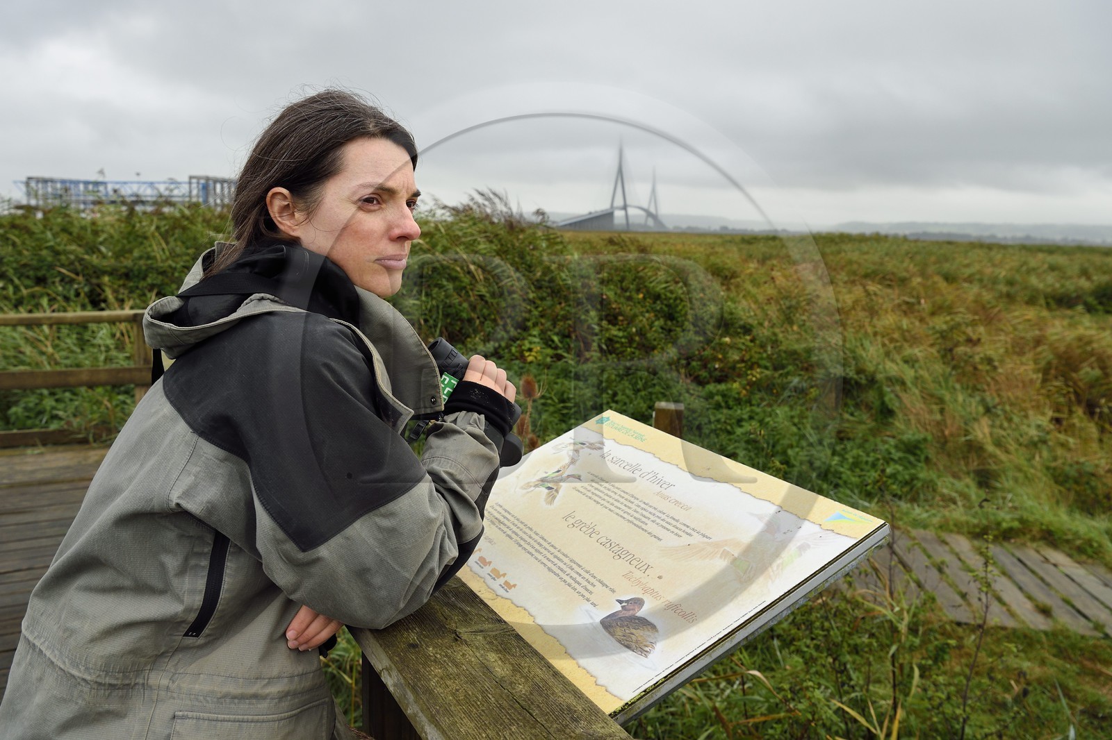 France, Seine-Maritime (76), Réserve Naturelle de l'estuaire de la Seine et pont de Normandie, Stephanie Reymann de la Maison de l'Estuaire sur le sentier de découverte au coeur de la roselière