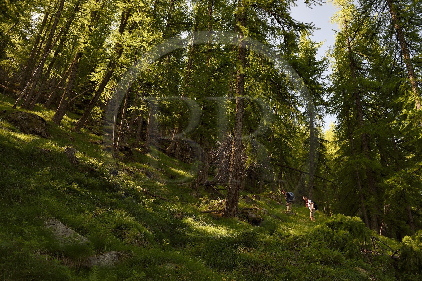 France, Alpes-Maritimes (06), parc national du Mercantour, Haute-Vésubie, randonnée dans le vallon de la Gordolasque à travers une foret de mélèzes
