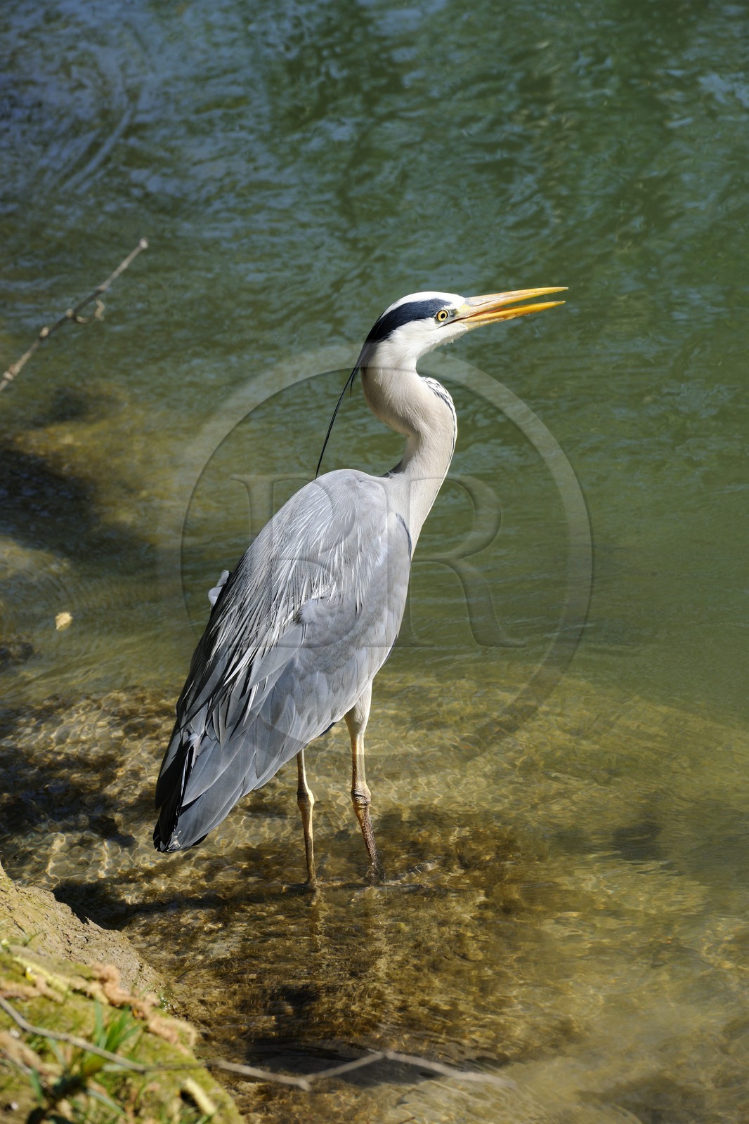 France, Val-de-Marne (94), les bords de Marne, Champigny-sur-Marne, Héron cendré (Ardea cinerea)