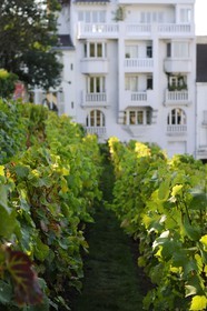 France, Paris (75), la Butte Montmartre, le vignoble de Montmartre