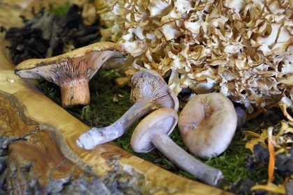 France, Haute-Loire (43), Saint-Bonnet-le-Froid, Restaurant 3 étoiles Régis et Jacques Marcon