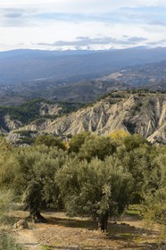Espagne, Andalousie, Province d'Almeria, Alcolea dans la region des Alpujarras, la Sierra Nevada en arrière plan