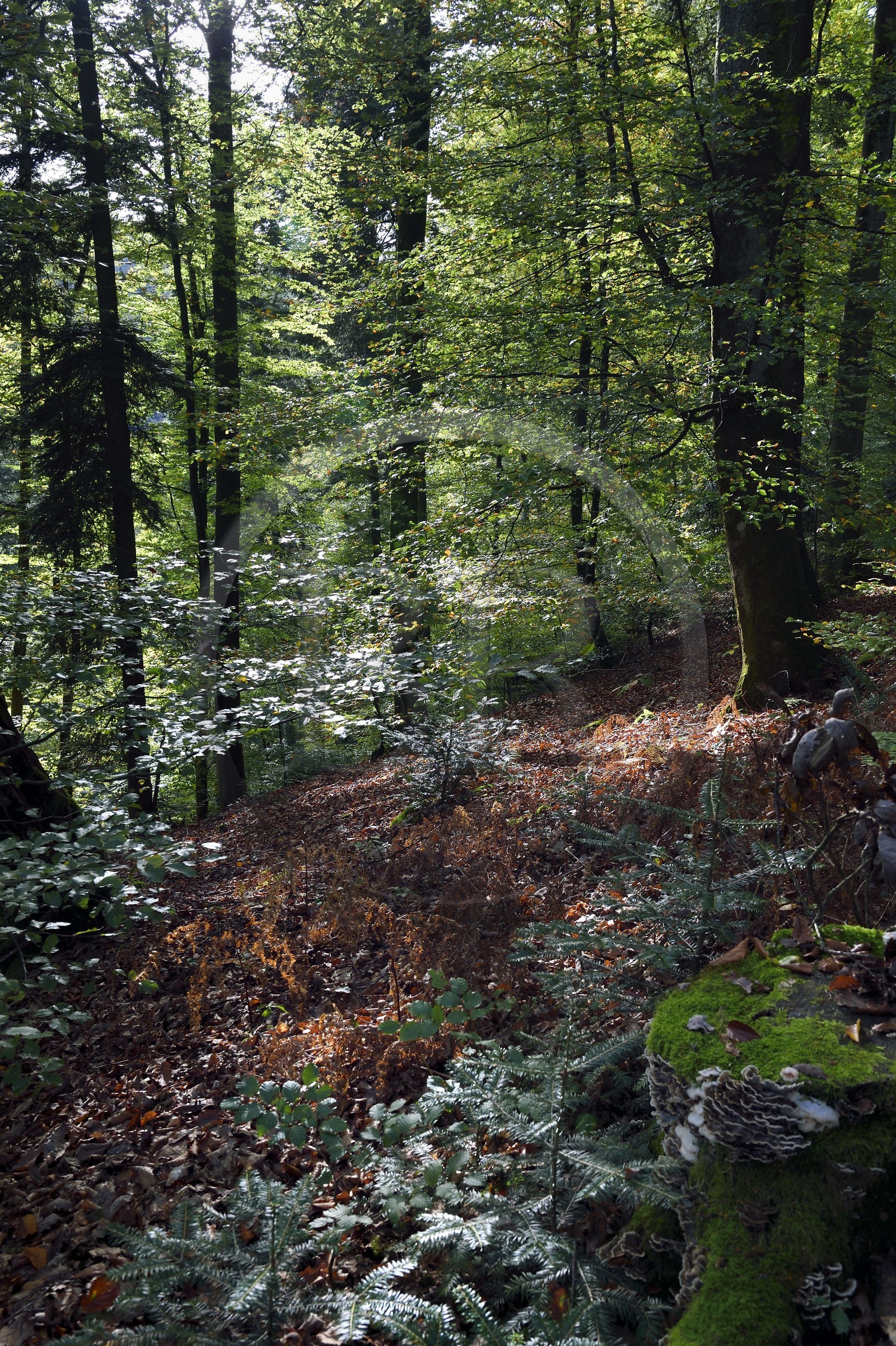 France, Bas-Rhin (67), Parc Naturel régional des Vosges du Nord, La Petite Pierre, sentier des Trois Roches vers le Rocher Blanc