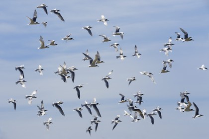 France, Finistère (29), La Foret Fouesnant, archipel des Glénan, Ile aux Moutons qui abrite une colonie de Sternes lors de la période de nidification