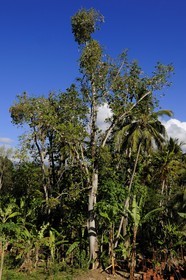 Tanzanie, région de Morogoro, les Monts Uluguru, Bombax est un genre d'arbres de la famille des Bombacaceae, les gangues des fruits produisent du kapok