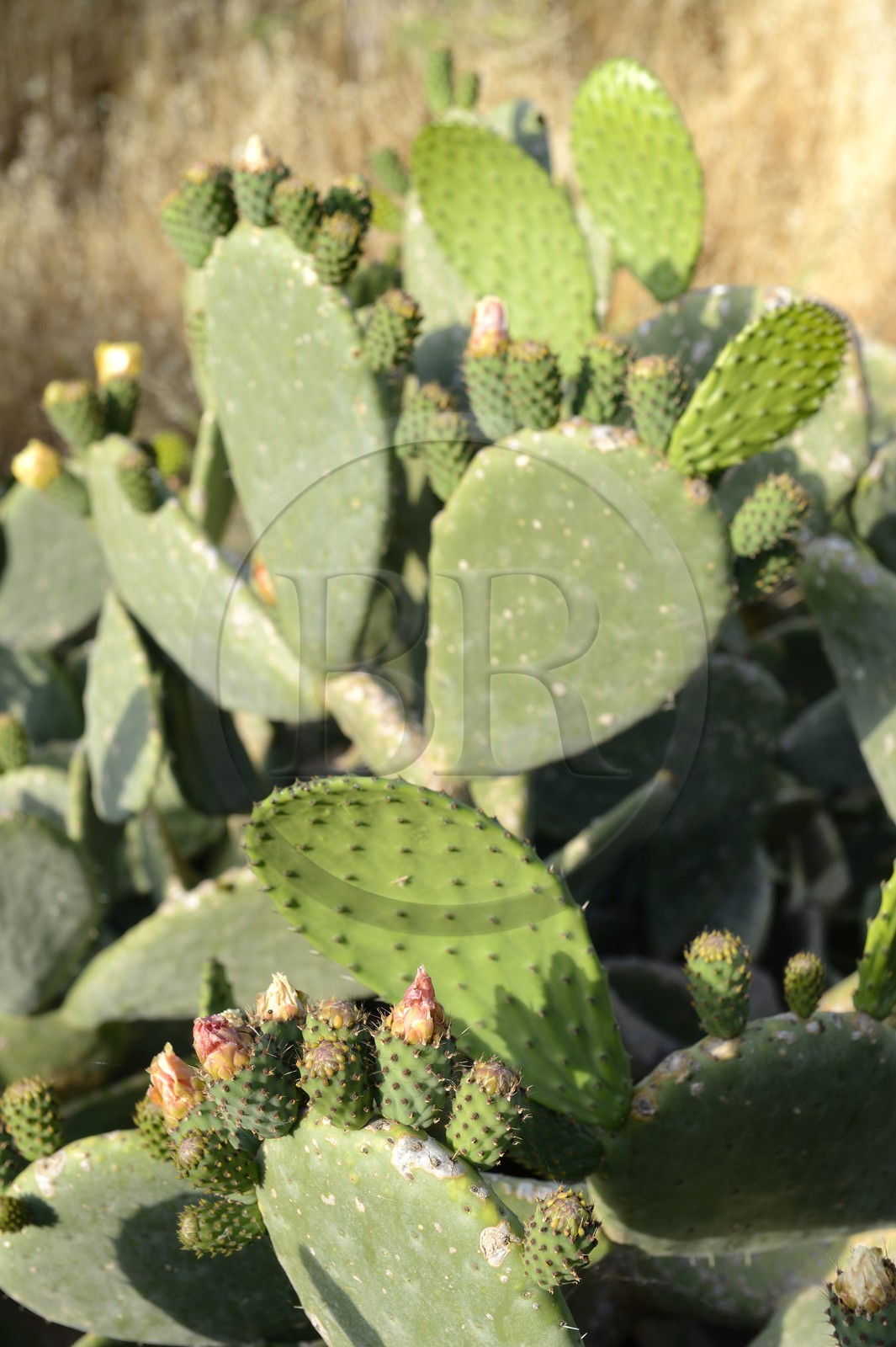 Grèce, Les Cyclades, mer Égée, île de Mykonos, figuier de barbarie