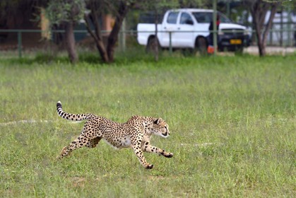 Namibie, Otjiwarongo, Cheetah Conservation Fund, centre de recherche et d'éducation, guépard (Acinonyx jubatus) entrainé à courir pour rester en forme et sain