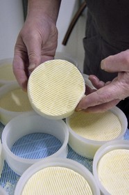 France, Haut-Rhin (68), Wasserbourg, Ferme-auberge Buchwald, le marcaire Michel Wehrey à la fabrication, fromage de munster AOP (lait de vache) qui a 24 heures