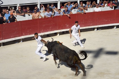 France, Bouches-du-Rhône (13), Arles, la course camarguaise  de la Cocarde d'Or aux Arènes, raseteur tentant d'attraper les attributs primés sur les cornes du taureau