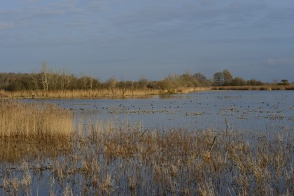 France, Indre (36), le Berry, parc naturel régional de la Brenne, étang de La Touche, canards