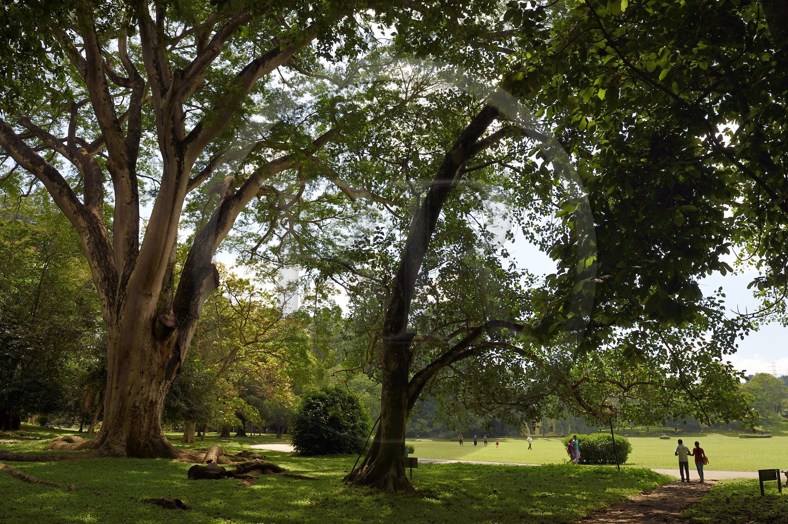 Sri Lanka, province du centre, Kandy, jardin botanique de Peradeniya