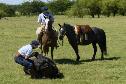 Argentine, province de Buenos Aires, San Antonio de Areco, estancia La Bamba de Areco, gauchos au travail pourchassant une vache au lasso