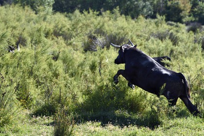 France, Bouches-du-Rhône (13), Parc naturel régional de Camargue, Mas du Menage, manade Saint Antoine (Cauzel), taureau camarguais appellés Raço di Biou
