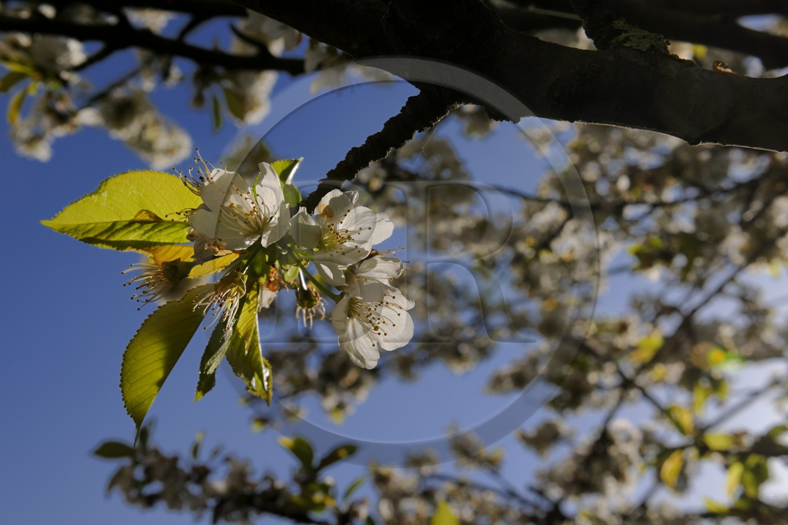 France, Val-de-Marne (94), les bords de Marne, Bry-sur-Marne, cerisier en fleur