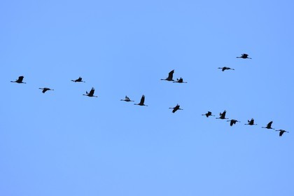 France, Indre (36), le Berry, parc naturel régional de la Brenne, Rosnay, étang de la Mer Rouge, grue cendrée (grus grus), vol au coucher de soleil
