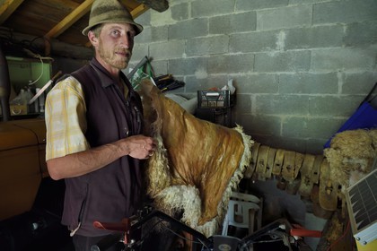 France, Alpes-Maritimes (06), vallée de la Roya (arrière-pays niçois), au pied du parc national du Mercantour, Tende, Casterino dans la vallée de la Casterine, le berger Georges Giordano tient une peau de brebis Thônes et Marthod qui sert de tapis de selle