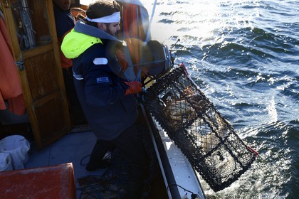 Suède, Västra Götaland, Iles Koster, sortie en mer pour récupérer les casiers à homards
