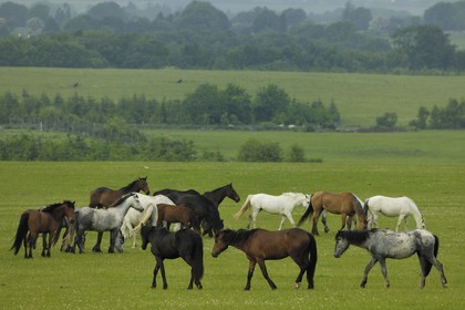 Irlande, Galway, chevaux dans un prés