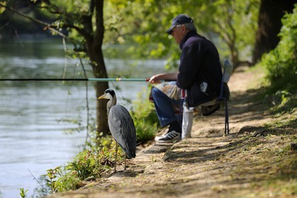 France, Val-de-Marne (94), les bords de Marne, Champigny-sur-Marne, le pêcheur Jean et le Héron cendré (Ardea cinerea) qui se tient régulièrement à ses côtés