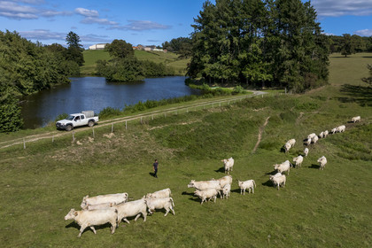 France, Nièvre (58), Parc naturel régional du Morvan, Millay, Ferme Les Prairies Gourmandes, Emmanuel Dumas éleveur de vaches Charolaises (vue aérienne)