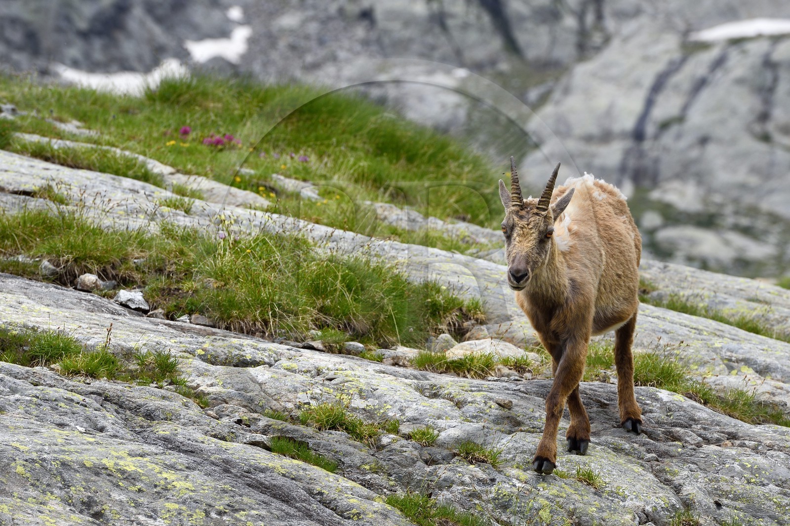 France, Alpes-Maritimes (06), parc national du Mercantour, vallée de la Valmasque, étagne, bouquetin (Capra ibex) femelle des Alpes
