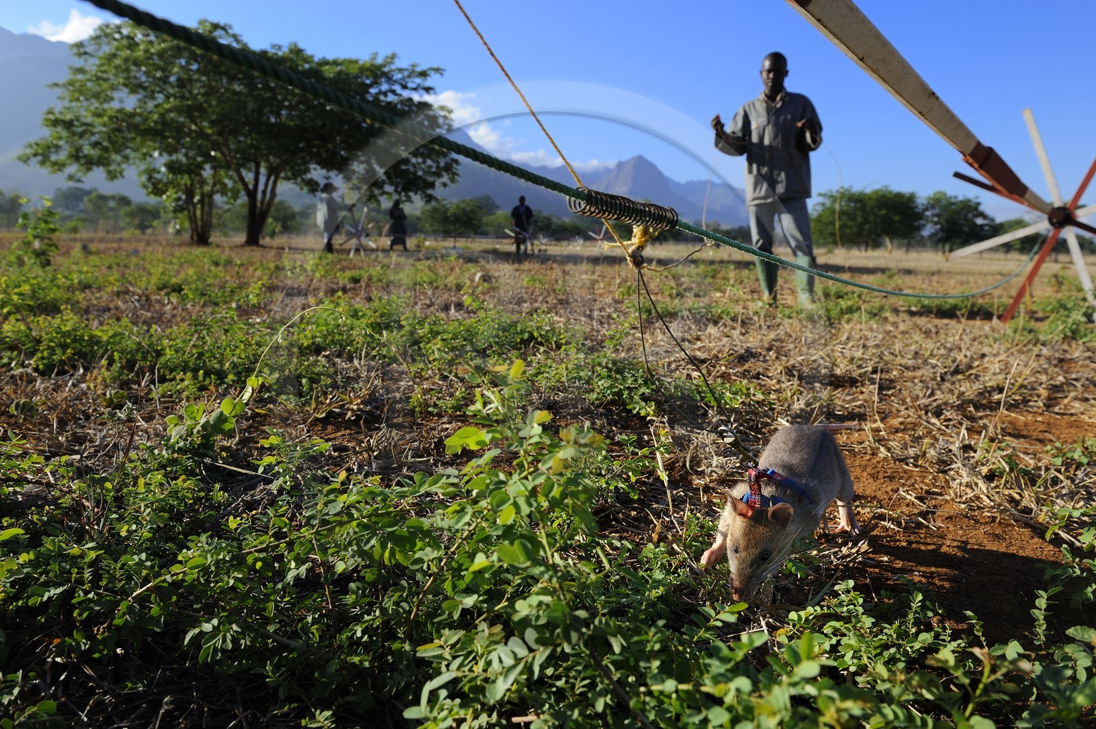 Tanzanie, université de Morogoro, centre de recherche Apopo de technologie de détection par les rats de mines anti-personnel, entrainement des rats à la détection de TNT sur le terrain