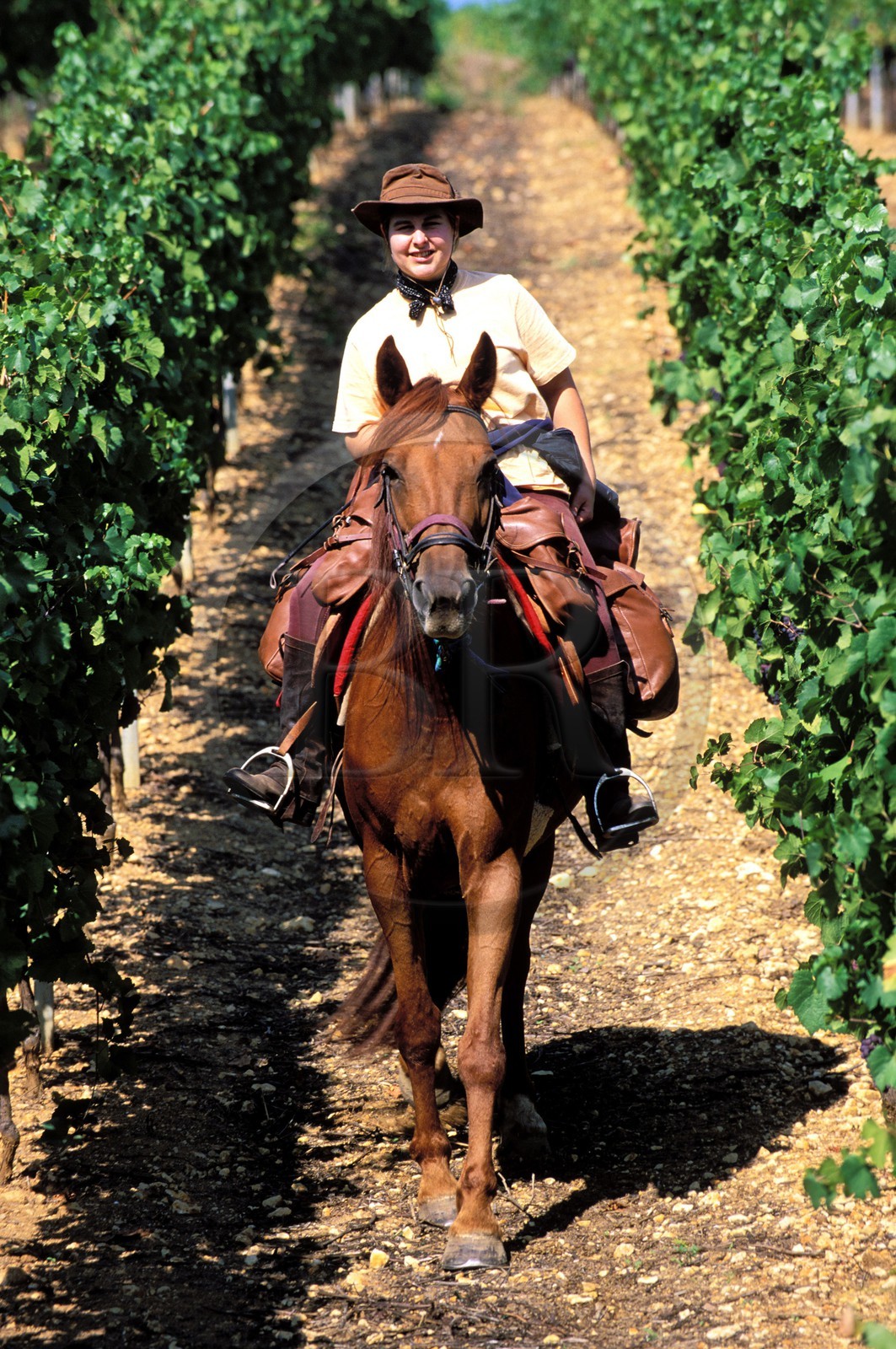 France, Haut-Rhin (68), Eguisheim, labellisé Les Plus Beaux Villages de France, randonnée à cheval dans les vignobles