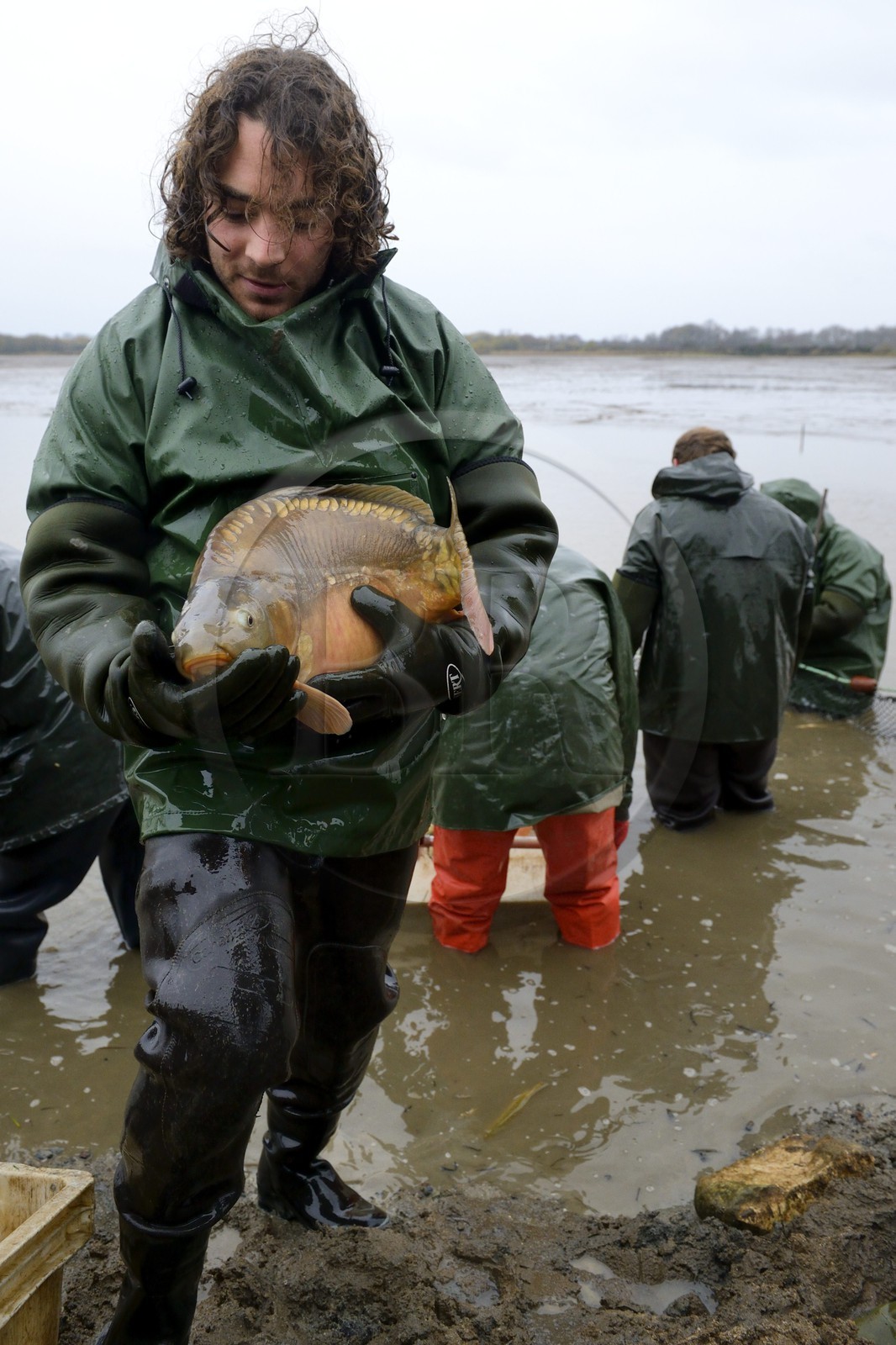 France, Indre (36), le Berry, parc naturel régional de la Brenne, étangs Foucault, vidange d'un étang de peche et récolte des poissons à la main dans un filet, carpe commune (Cyprinus carpio)