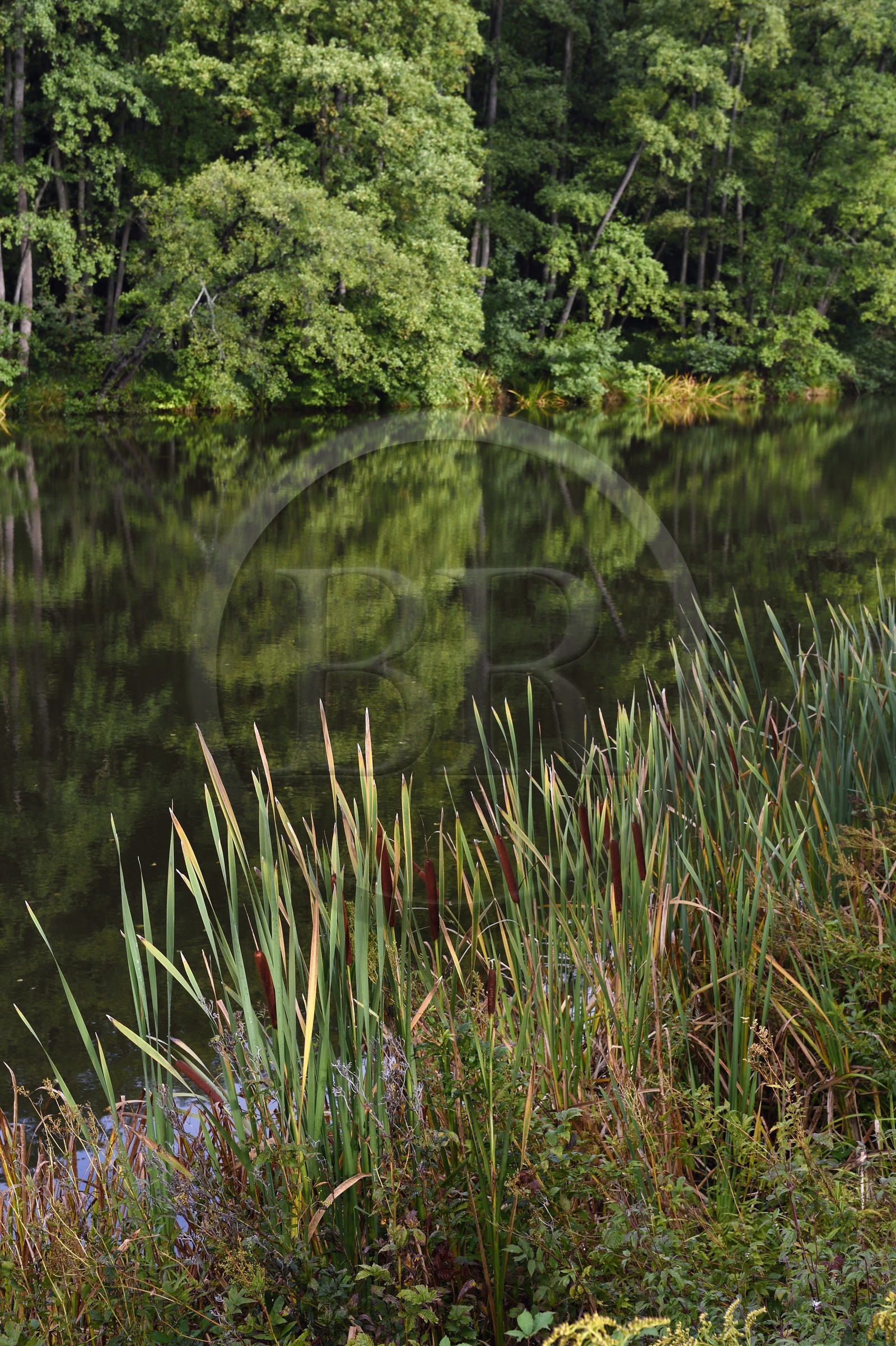 France, Bas-Rhin (67), Parc Naturel régional des Vosges du Nord, La Petite Pierre, étang d'Imstahl, Massette (Typha) ou roseau des étangs