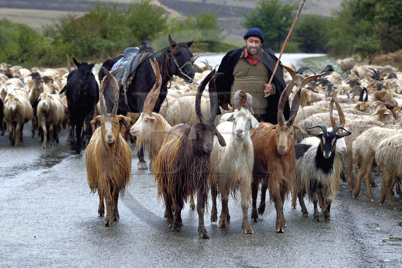 Azerbaïdjan, région de Ismailli, berger et son troupeau de moutons en transhumance sur la route descendant de Lahij (Lahic), béliers