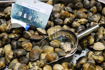 France, Loire-Atlantique (44), Nantes, marché de Talensac, palourdes