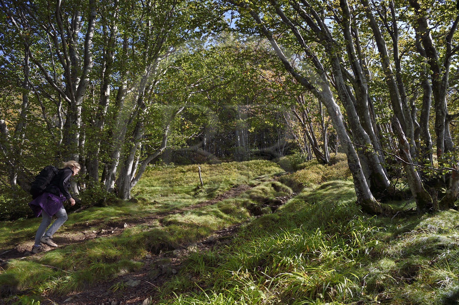 France, Vosges (88), Parc naturel régional des ballons des Vosges, Saint-Maurice-sur-Moselle, randonneur marchant vers la Tete des Perches au dessus de Gazon Rouge