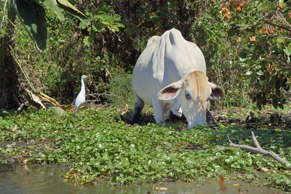 Nicaragua, Ile d'Ometepe réserve mondiale de Biosphère sur le lac Nicaragua, marais le long du Rio Istian, zebu et Héron garde-boeufs (Bubulcus ibis)